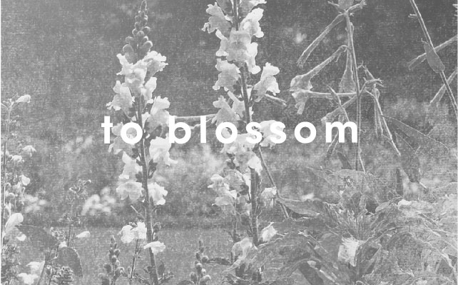 to blossom